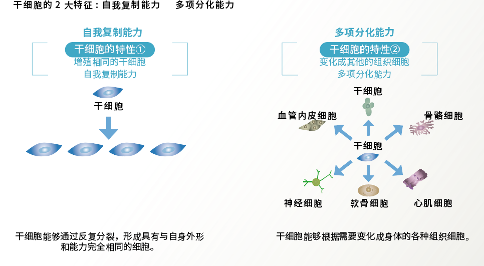 干细胞的特征.png