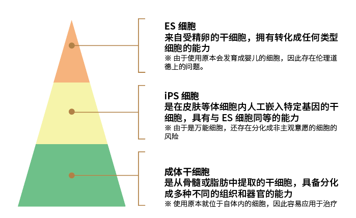 干细胞分类.png