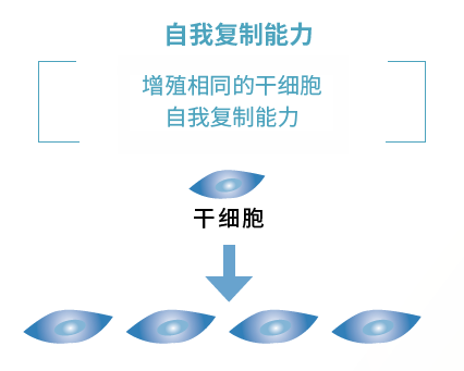 自我复制.png