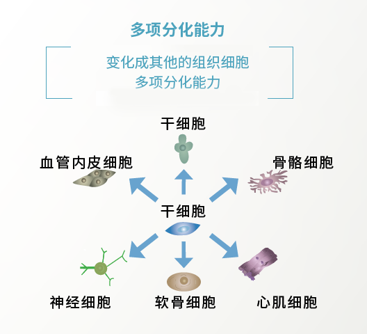 多项分化.png